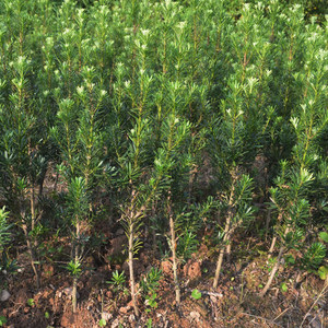 羅漢松樹苗珍珠雀舌中葉羅漢松小苗米葉羅漢松盆栽 span class=h>盆景