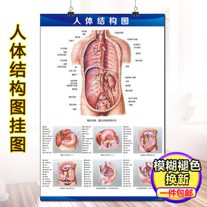 人體解剖圖內臟肌肉器官結構圖 span class=h>掛圖 /span>醫用全身