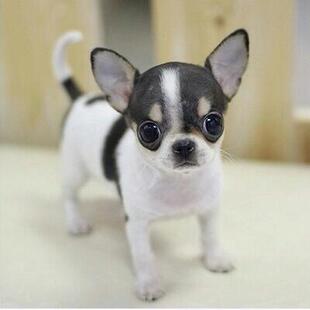 宠物狗小型犬吉娃娃