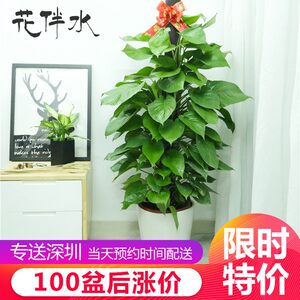 花卉绿植配送助力城市绿色生活