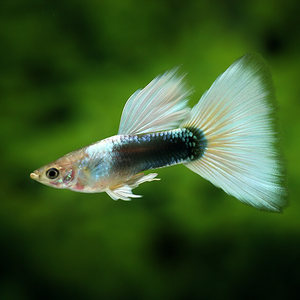 热带观赏鱼象牙白孔雀鱼小型草缸鱼一对繁殖组快递包活死亡包损