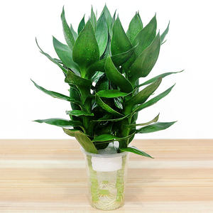 水培观叶植物 带根转运竹 span class=h>富贵竹 /span>观音竹龙竹