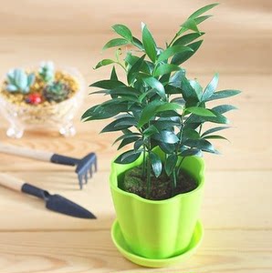 竹柏盆栽花苗 山杉 竹叶柏花卉 桌面植物树苗天枰座开运物包邮