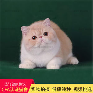 猫咪活体布偶猫活体宠物活体猫米粒布偶猫纯种