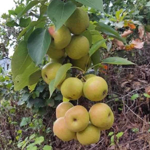 【水果苗北方种植图片】水果苗北方种植图片大