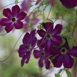 小亦花园【神秘面纱】铁线莲花苗盆栽丰花南欧/意大利组耐热c811