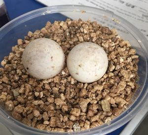 【草龟蛋受精孵化价格】最新草龟蛋受精孵化价