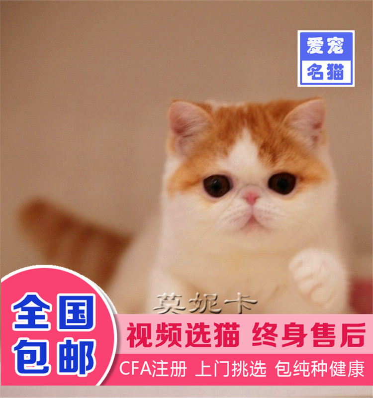 加菲猫幼猫活体宠物猫布偶猫短腿矮脚猫无毛猫缅因猫金渐层蓝猫