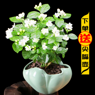 茉莉花盆栽带花苞办公室花卉客厅观花植物好养室内花净化空气芳香