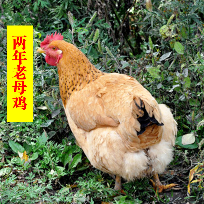 农村2年老母鸡本鸡土鸡农家草鸡新鲜生鸡肉现杀2只包邮湖南正宗