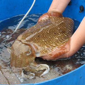 鲜活野生大墨鱼1斤半/只 野生墨斗鱼东山岛活冻大乌贼 野生活体