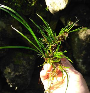 野生虎须 龙须四季水培石菖蒲 绿植 花草迷你植物室内盆栽花卉