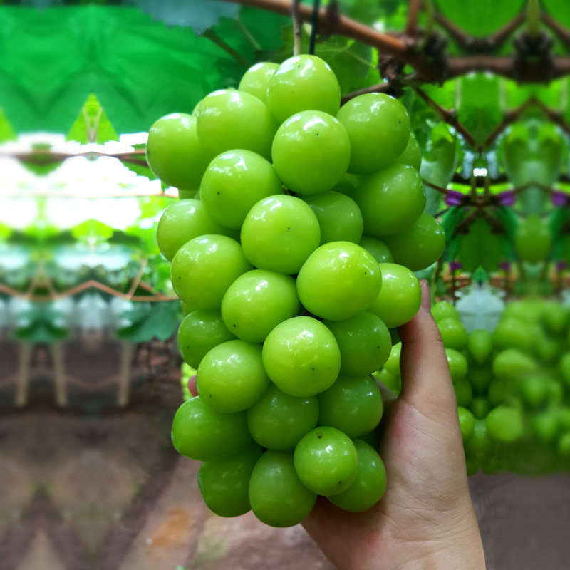 中秋礼品香印青提日本引种云南水果新鲜青提子玫瑰香葡萄两串包邮