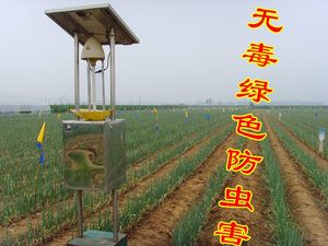 【山东章丘大葱甜葱价格】最新山东章丘大葱甜