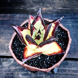 乌木 黑檀汁 双头黄皮乌木 多肉植物一物一拍 纯乌木多肉满包邮