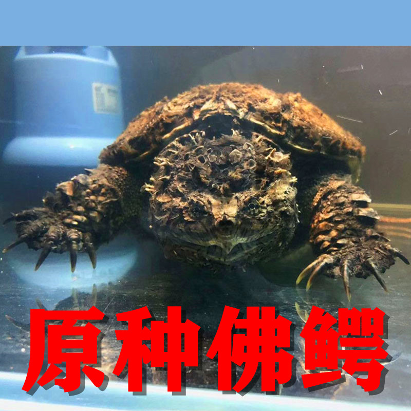 小鳄鱼龟宠物鳄龟原种鳄龟纯佛鳄龟苗活体爆刺王