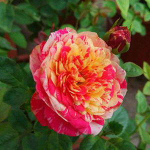 【天然月季园】月季花新品 万华镜月季 条纹复色 span class=h>玫瑰 