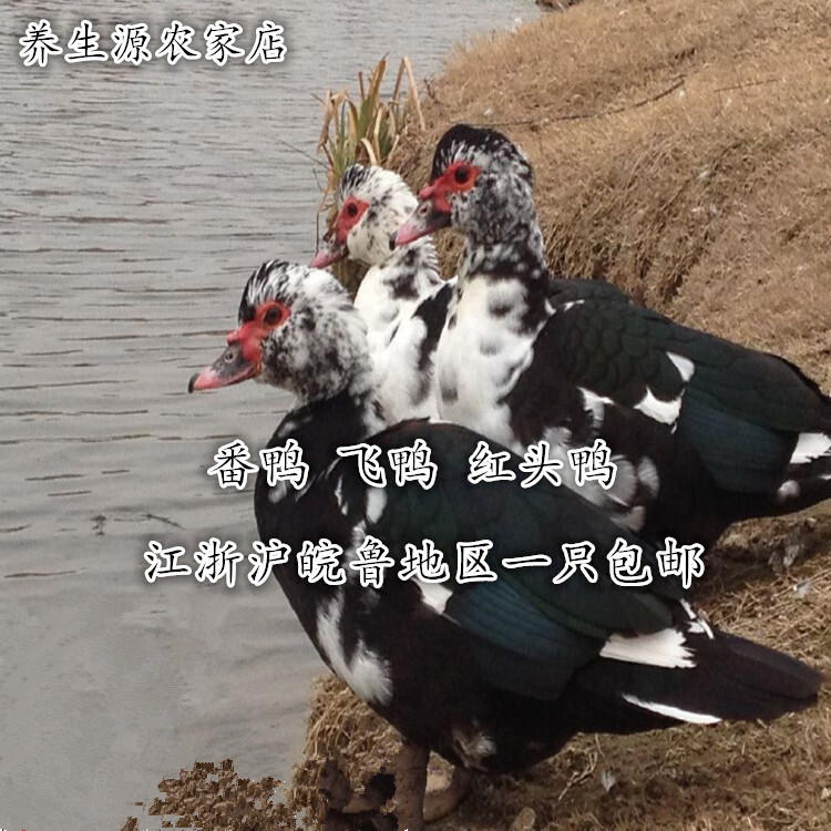 以下是来自淘宝的商品