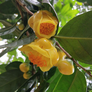 广西金花 span class=h>茶树苗 /span>带花苞  span class=h>盆栽 