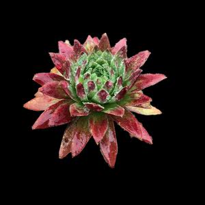 墨莲多肉植物图片