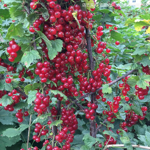 红加仑果树苗红豆苗红醋栗苗红灯笼果苗南北方种植