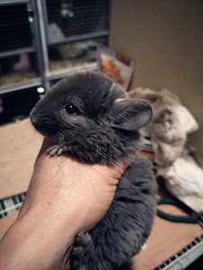 自家繁殖宠物 深纯紫龙猫宝宝 母/mm 4月8出生 上海可上门看实物