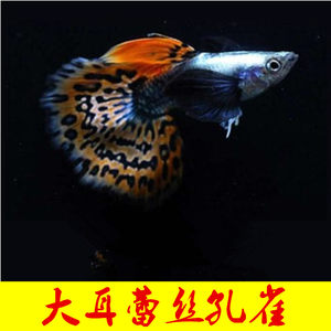 大耳蕾丝孔雀鱼热带鱼观赏鱼草缸鱼淡水鱼活体鱼凤尾鱼好养易活