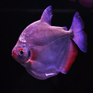 【龙鱼配鱼图片】龙鱼配鱼图片大全