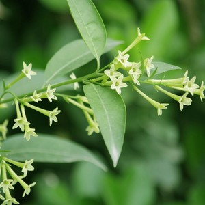 夜来香香草植物图片
