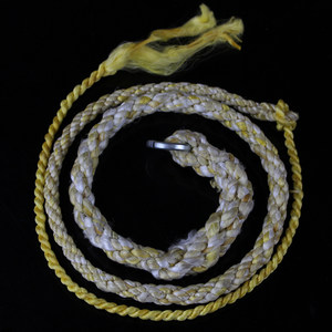 迪尼麻鞭梢子图片