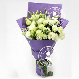 桔梗花白色图片