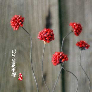 【相思红豆花球】文艺小清新怀旧家居装饰艺术干花花束花插素材