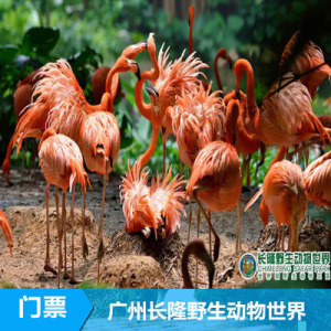 2017广州恒大套票年卡